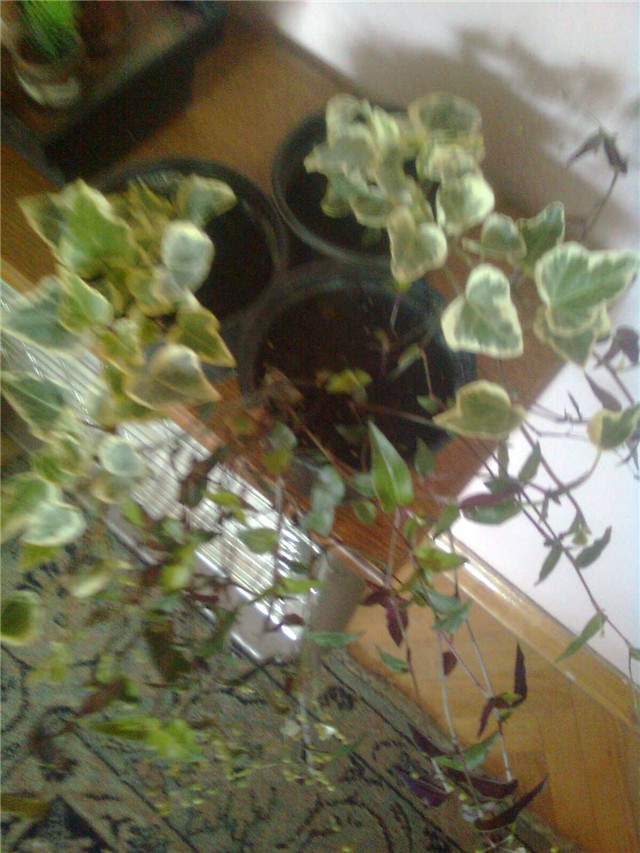 hedera i lozica